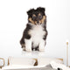 Sheltie puppy on white background Wall Decal