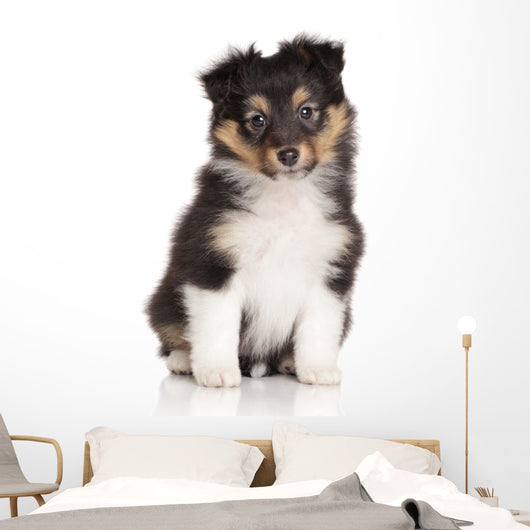 Sheltie puppy on white background Wall Decal