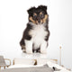Sheltie puppy on white background Wall Decal