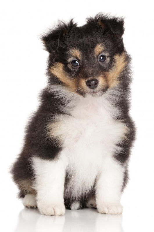 Sheltie Puppy On White Background Wall Decal