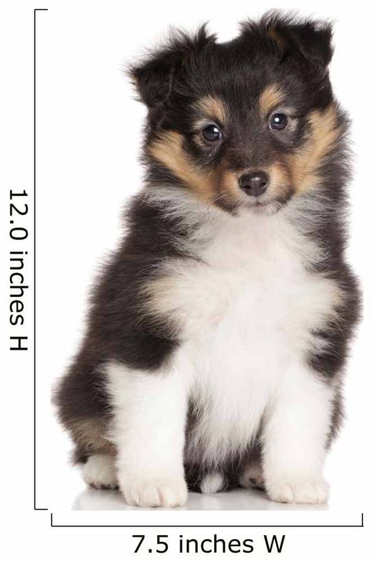 Sheltie puppy on white background Wall Decal