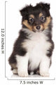 Sheltie puppy on white background Wall Decal