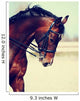 Portrait of a sports horse. Wall Mural