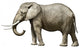 Elephant Wall Decal