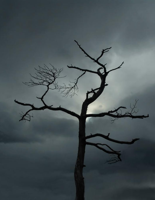 Dead Tree Wall Decal