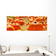 Pumpkins pumpkin patch Wall Mural