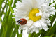 Ladybird In A Daisy Wall Decal