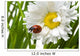 Ladybird in a daisy Wall Mural