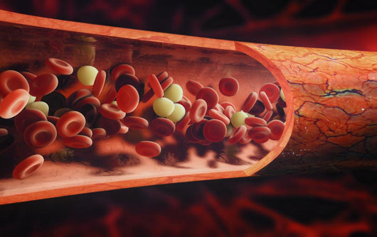 Blood Cells Flowing Through A Vein Wall Decal