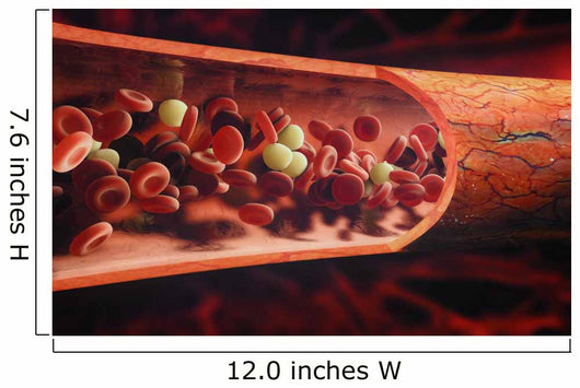 blood cells flowing through a vein Wall Mural