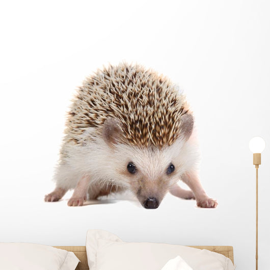 Spiky Little hedgehog Wall Decal