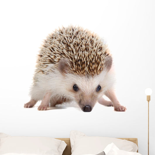 Spiky Little hedgehog Wall Decal