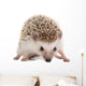 Spiky Little hedgehog Wall Decal