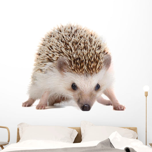 Spiky Little hedgehog Wall Decal
