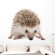 Spiky Little hedgehog Wall Decal