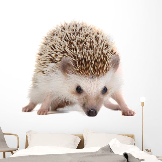 Spiky Little hedgehog Wall Decal