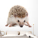 Spiky Little hedgehog Wall Decal