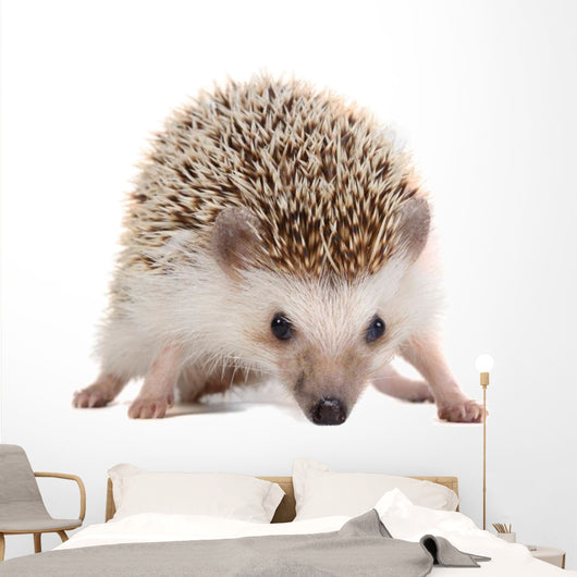 Spiky Little hedgehog Wall Decal