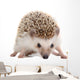 Spiky Little hedgehog Wall Decal