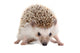 Spiky Little Hedgehog Wall Decal