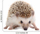 Spiky Little hedgehog Wall Decal
