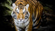 Close Up Tiger Wall Decal