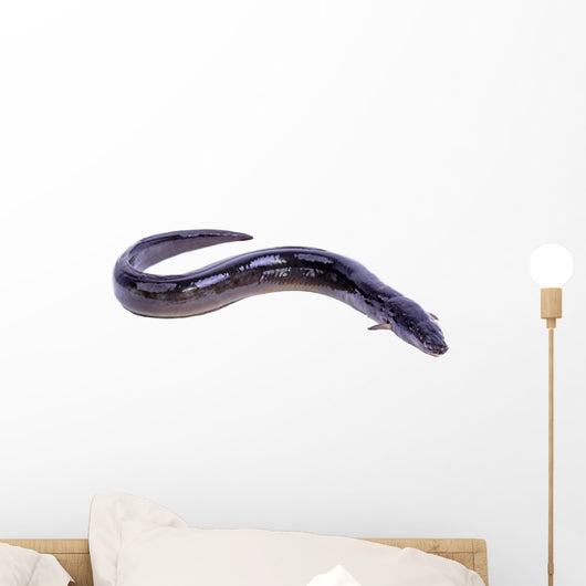 black Eel fish Wall Decal