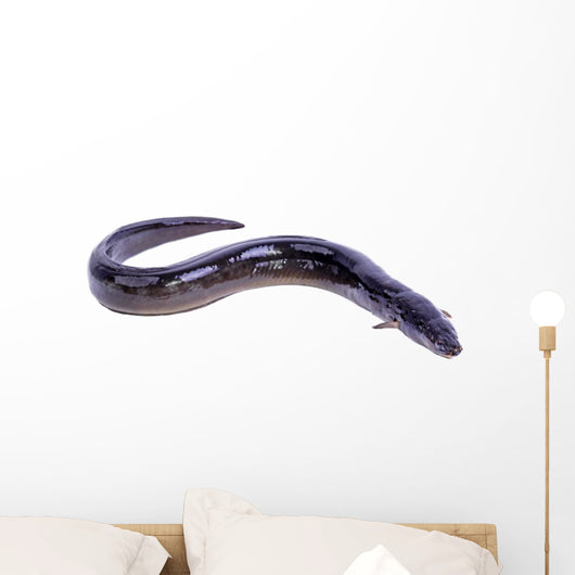 black Eel fish Wall Decal