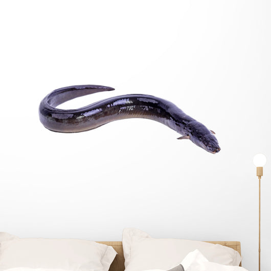black Eel fish Wall Decal