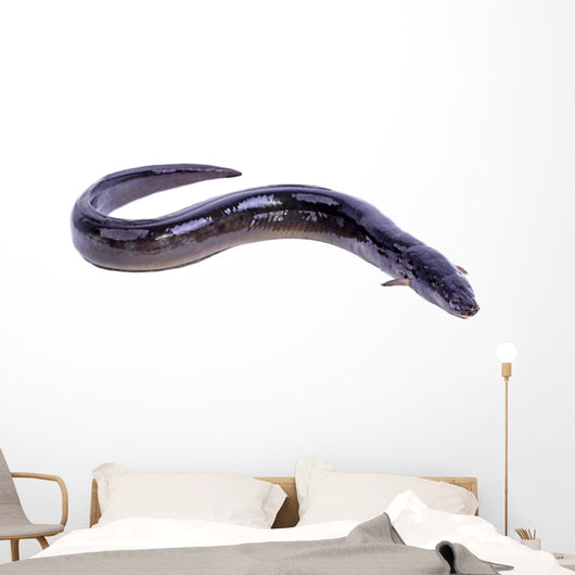 black Eel fish Wall Decal