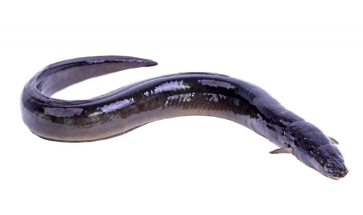 Black Eel Fish Wall Decal