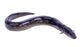 Black Eel Fish Wall Decal
