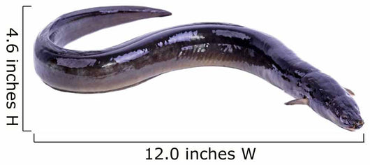 black Eel fish Wall Decal