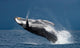 Jump Humpback Whale. Madagascar Wall Decal