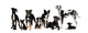 Group Of Dogs Wall Decal