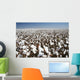 cotton field Wall Mural