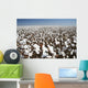 cotton field Wall Mural
