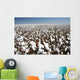 cotton field Wall Mural