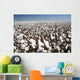 cotton field Wall Mural