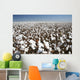 cotton field Wall Mural