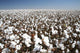 Cotton Field Wall Decal