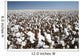 cotton field Wall Mural