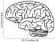 brain Wall Decal