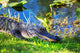 Alligator Wall Decal