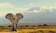 Kilimanjaro Savannah Elephant Wall Decal