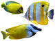 Marine Aquarium Fish Wall Decal