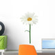 Daisy isolated. Vector illustration Wall Decal