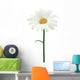 Daisy isolated. Vector illustration Wall Decal