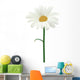 Daisy isolated. Vector illustration Wall Decal