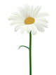 Daisy Isolated. Vector Illustration Wall Decal